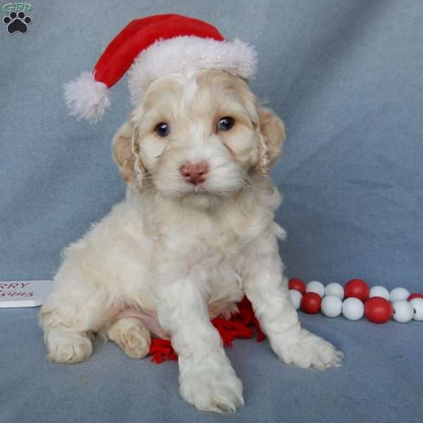 Prince, Cockapoo Puppy