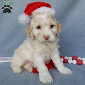 Prince, Cockapoo Puppy