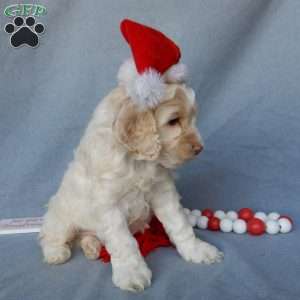 Prince, Cockapoo Puppy