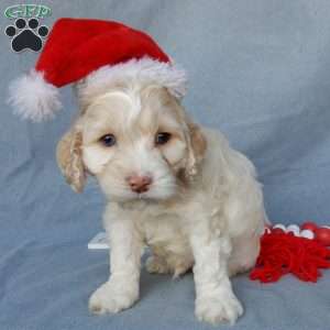 Prince, Cockapoo Puppy