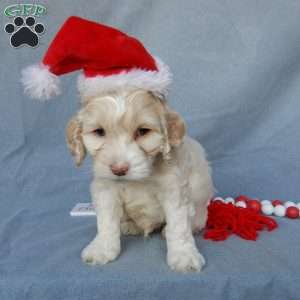 Prince, Cockapoo Puppy