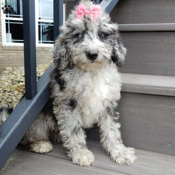 Shadow, Mini Sheepadoodle Puppy