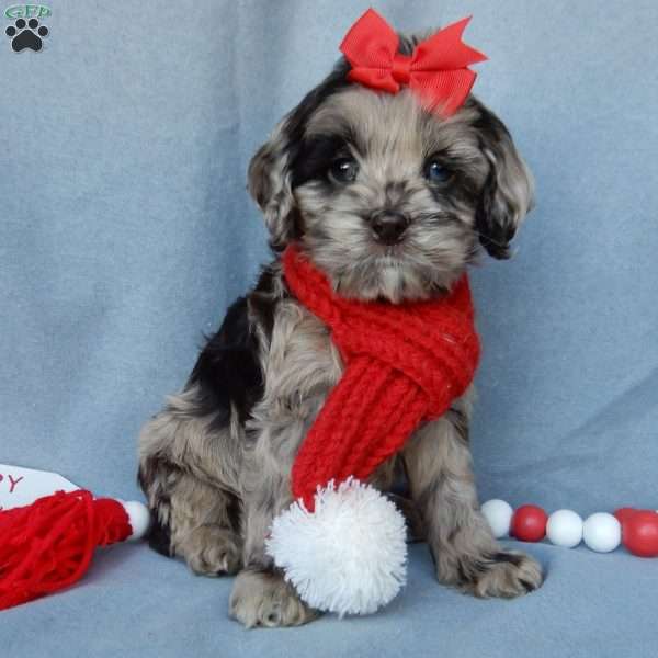 Chloe, Cockapoo Puppy