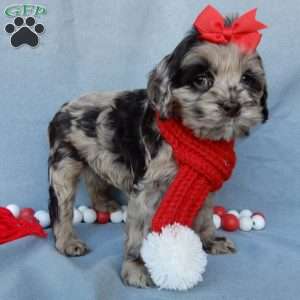 Chloe, Cockapoo Puppy