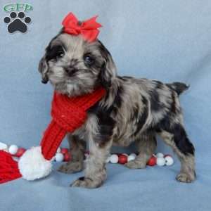 Chloe, Cockapoo Puppy