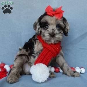 Chloe, Cockapoo Puppy