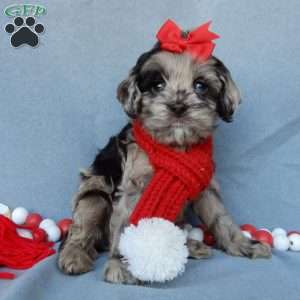 Chloe, Cockapoo Puppy