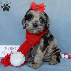 Chloe, Cockapoo Puppy