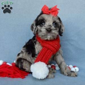 Chloe, Cockapoo Puppy