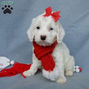 Piper, Cockapoo Puppy