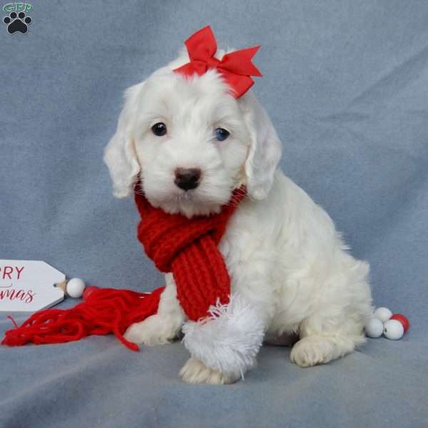 Piper, Cockapoo Puppy