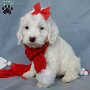 Piper, Cockapoo Puppy