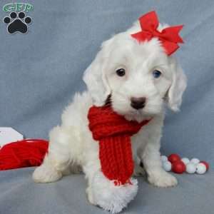 Piper, Cockapoo Puppy