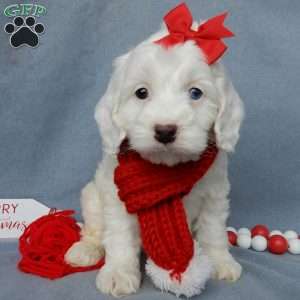 Piper, Cockapoo Puppy