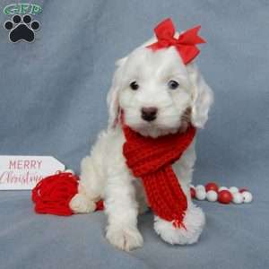 Piper, Cockapoo Puppy