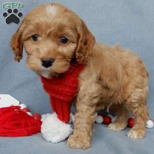Ace, Cockapoo Puppy
