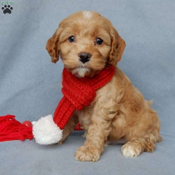 Ace, Cockapoo Puppy