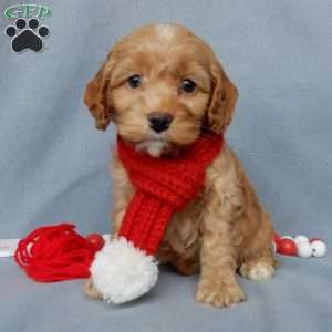 Ace, Cockapoo Puppy