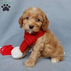 Ace, Cockapoo Puppy