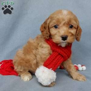 Ace, Cockapoo Puppy