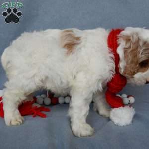 Teddy, Cockapoo Puppy