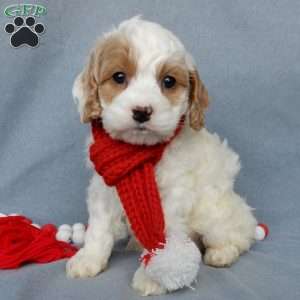 Teddy, Cockapoo Puppy