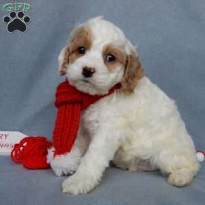 Teddy, Cockapoo Puppy