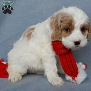 Teddy, Cockapoo Puppy