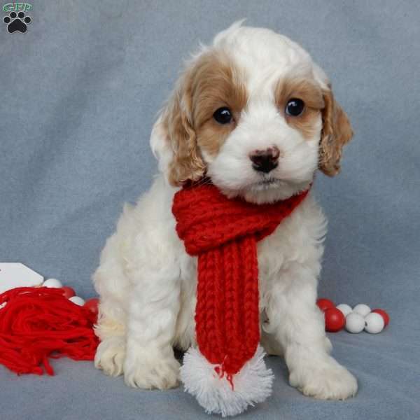 Teddy, Cockapoo Puppy