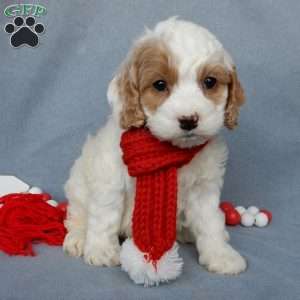 Teddy, Cockapoo Puppy
