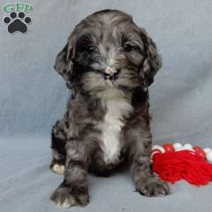 Bentley, Cockapoo Puppy