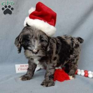 Bentley, Cockapoo Puppy