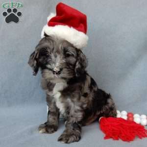 Bentley, Cockapoo Puppy