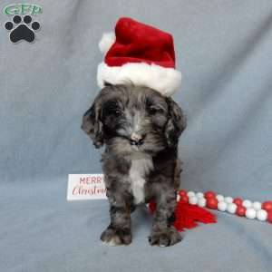 Bentley, Cockapoo Puppy