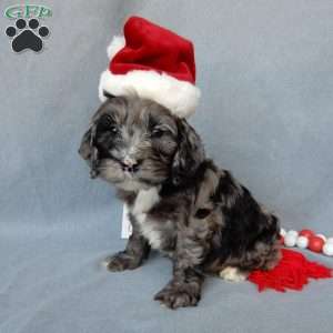 Bentley, Cockapoo Puppy