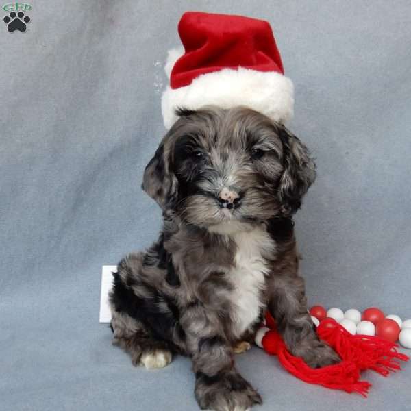 Bentley, Cockapoo Puppy
