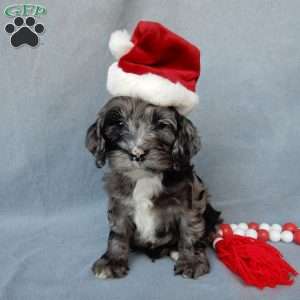 Bentley, Cockapoo Puppy