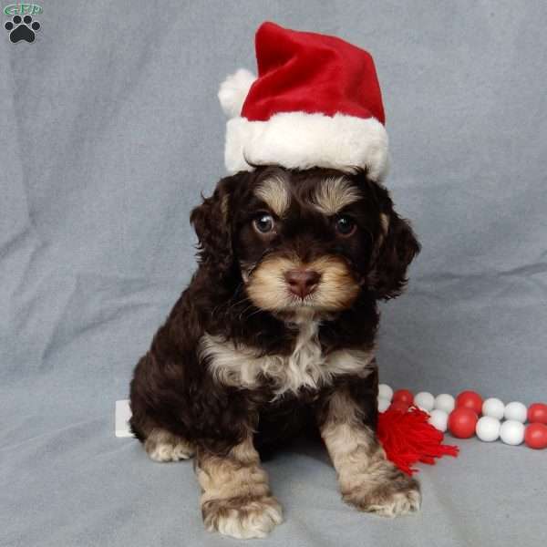 Sparky, Cockapoo Puppy