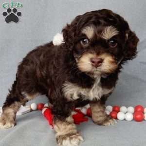 Sparky, Cockapoo Puppy