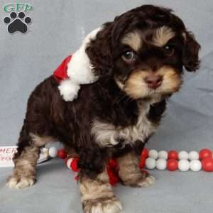 Sparky, Cockapoo Puppy