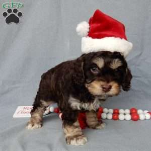 Sparky, Cockapoo Puppy