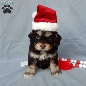 Sparky, Cockapoo Puppy