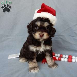 Sparky, Cockapoo Puppy