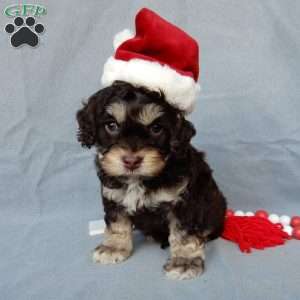 Sparky, Cockapoo Puppy