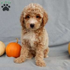 Ollie, Mini Goldendoodle Puppy