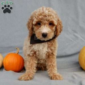 Ollie, Mini Goldendoodle Puppy