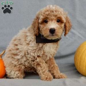Ollie, Mini Goldendoodle Puppy