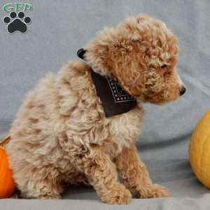 Ollie, Mini Goldendoodle Puppy