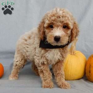 Ollie, Mini Goldendoodle Puppy