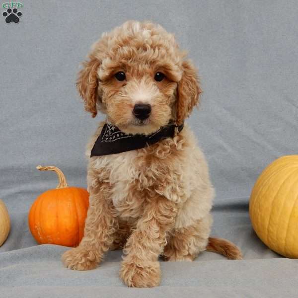 Ollie, Mini Goldendoodle Puppy